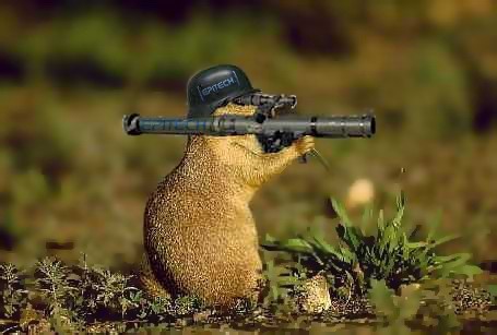 migoul_1120218439_marmotte_de_combat.jpg