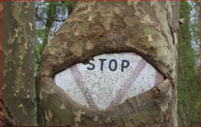 5-Tronc arbre blessé.JPG