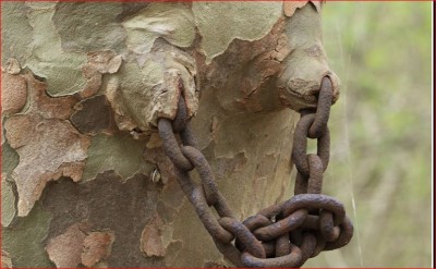 3-Tronc arbre blessé.JPG