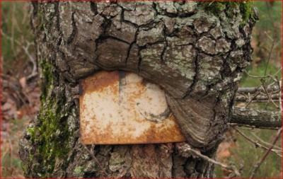 4-Tronc arbre blessé.JPG