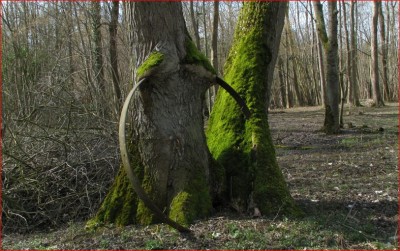 1-Tronc arbre blessé.JPG