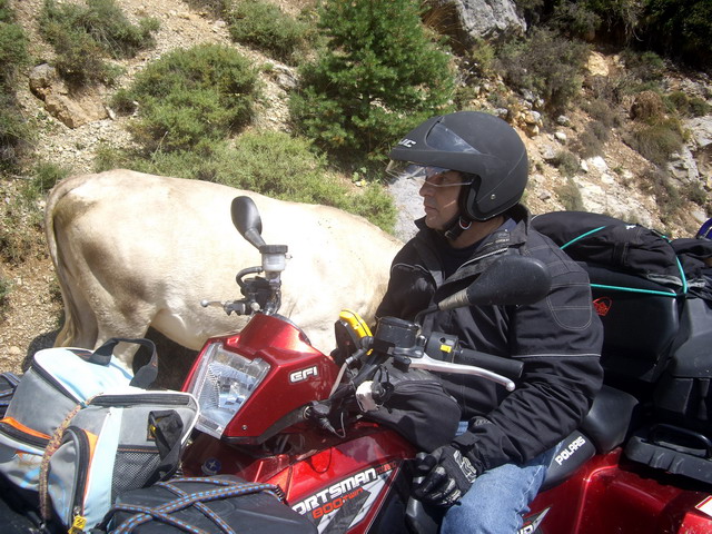 Vaches et Taureau...Quad rouge.. respect. / IMGP5492x.jpg IMGP5492x.jpg